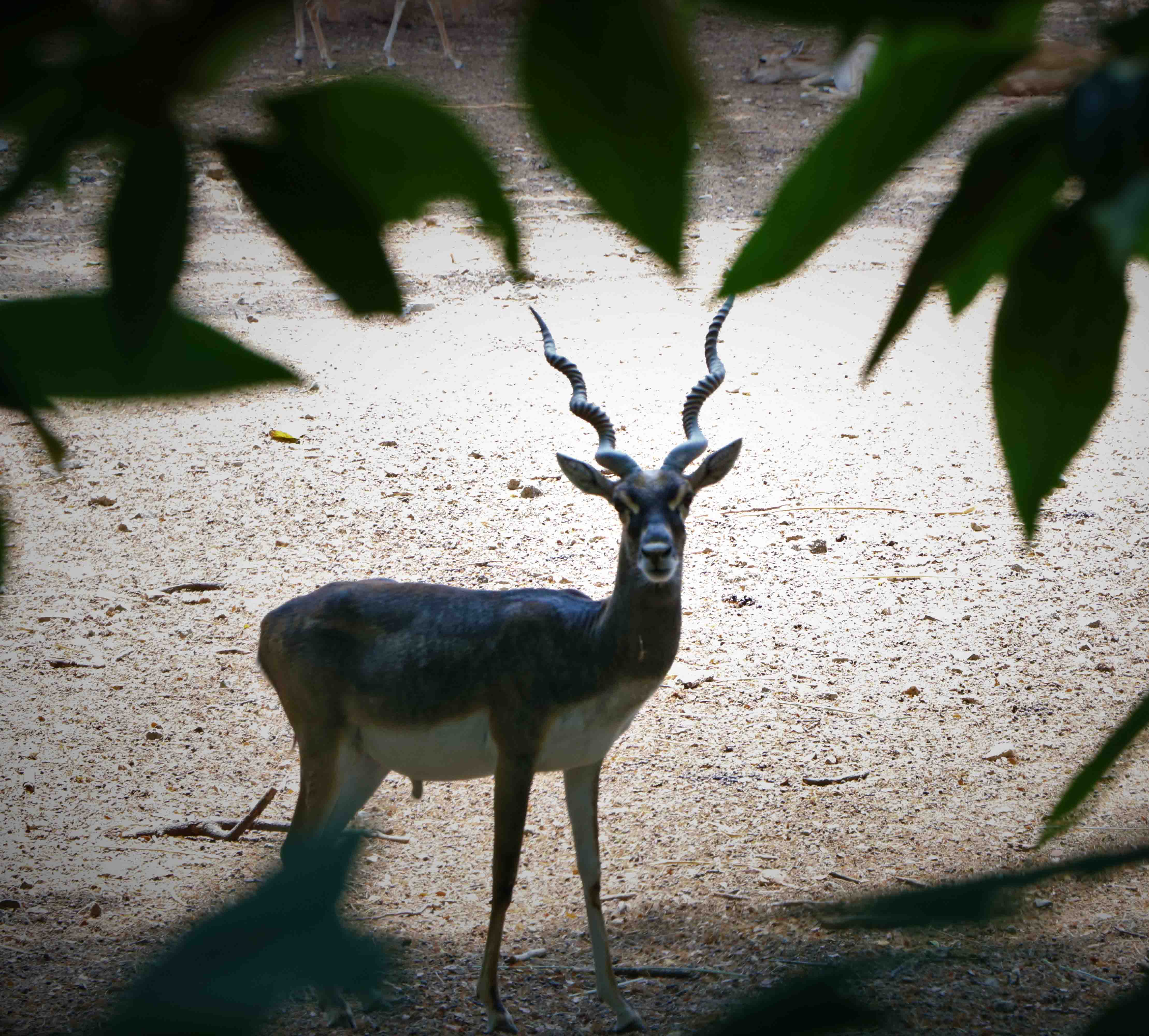 Black Buck